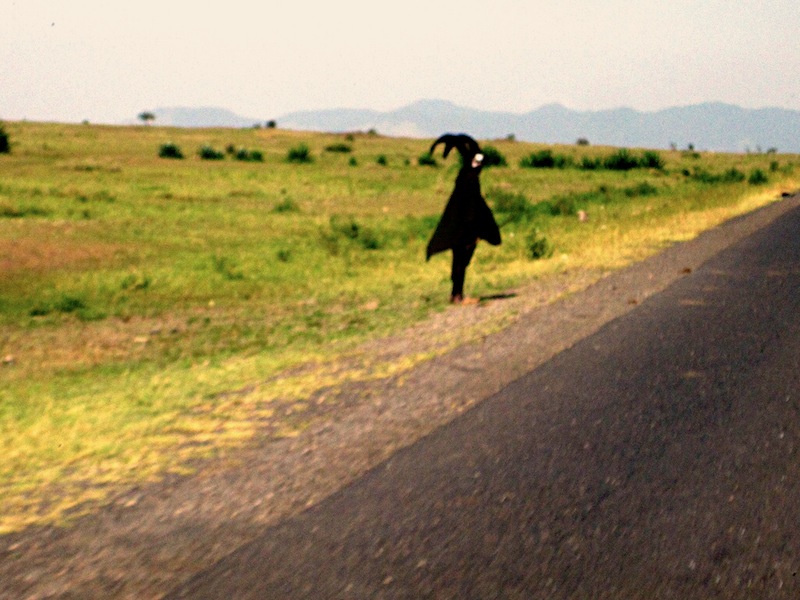 Black ghost Tanzania