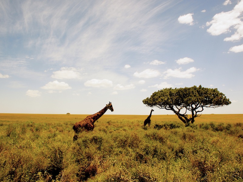 Serengeti Tanzania