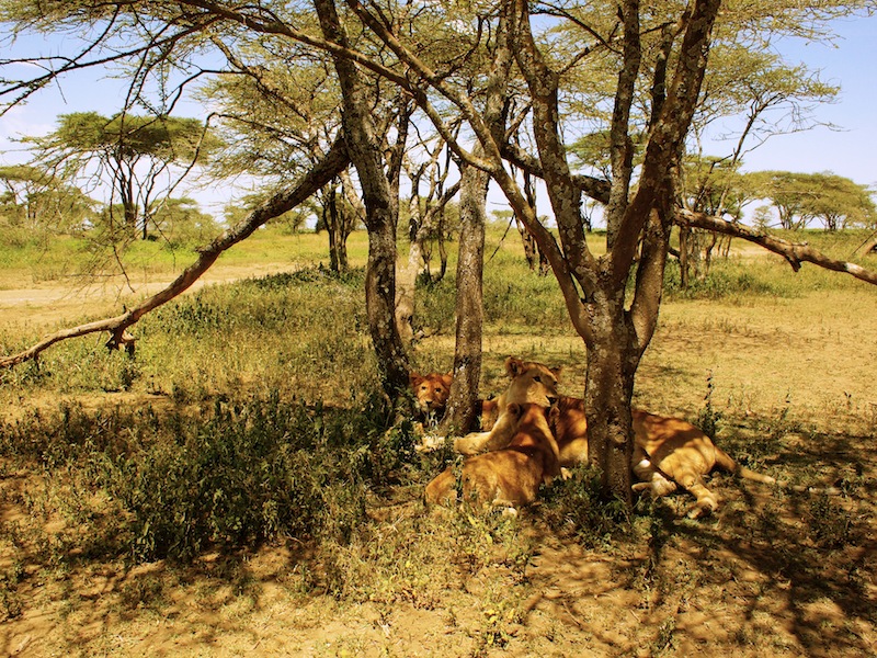 Serengeti Tanzania