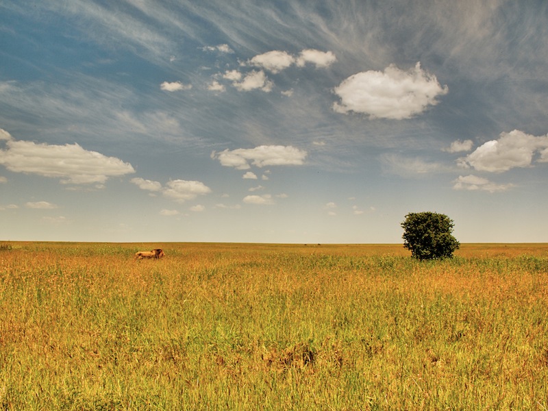 Serengeti Tanzania