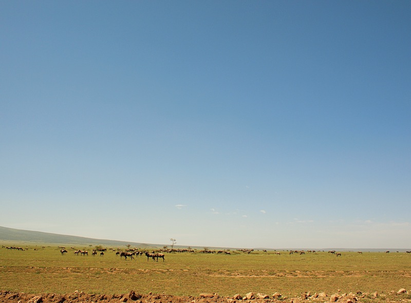 Wildebeest Tanzania