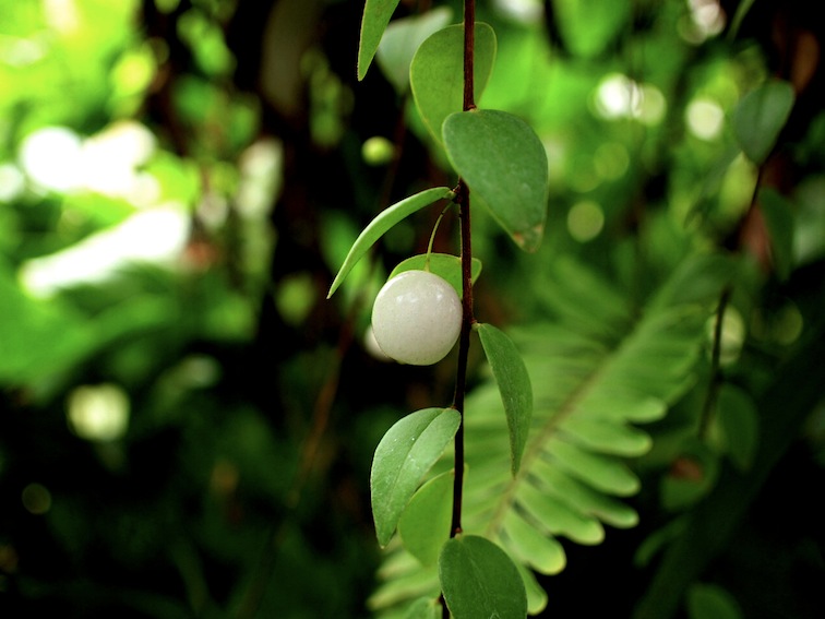 Orquídeas Moxviquil