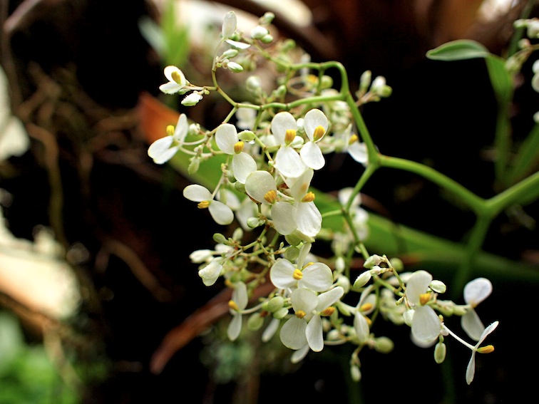 Orquídeas Moxviquil