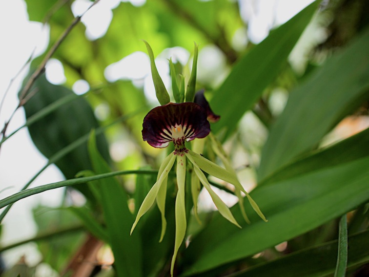 Orquídeas Moxviquil