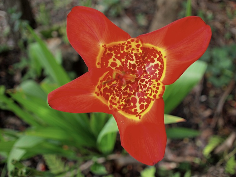 Orquídeas Moxviquil