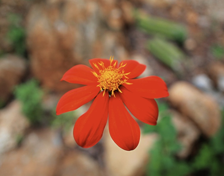 Orquídeas Moxviquil