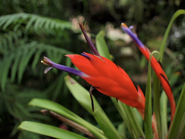 Orquídeas Moxviquil