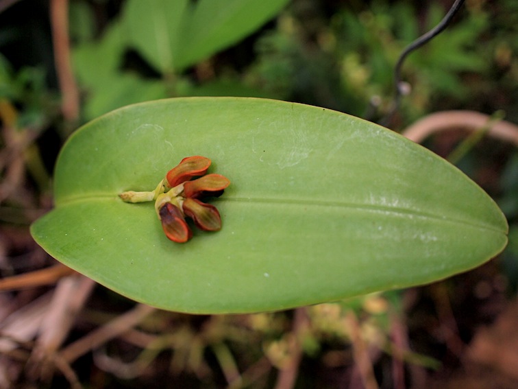 Orquídeas Moxviquil