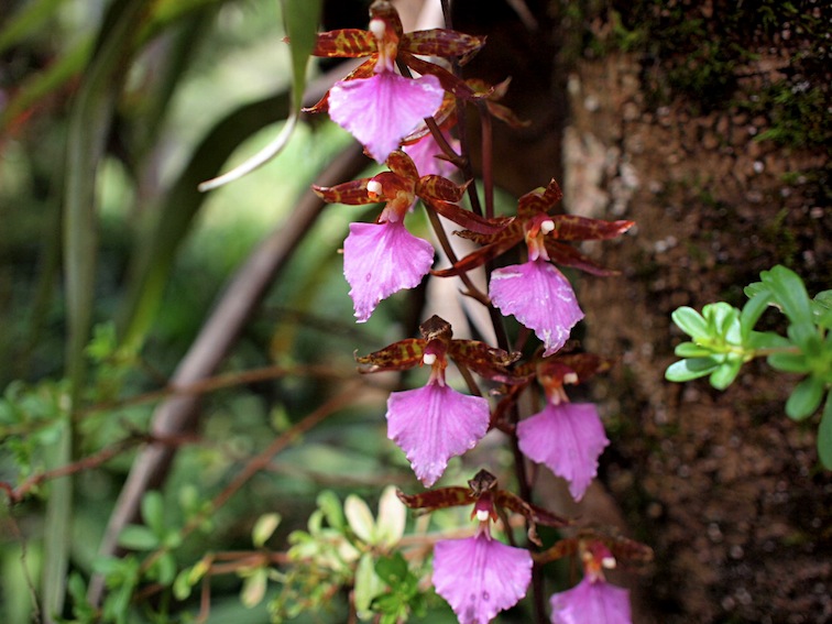 Orquídeas Moxviquil