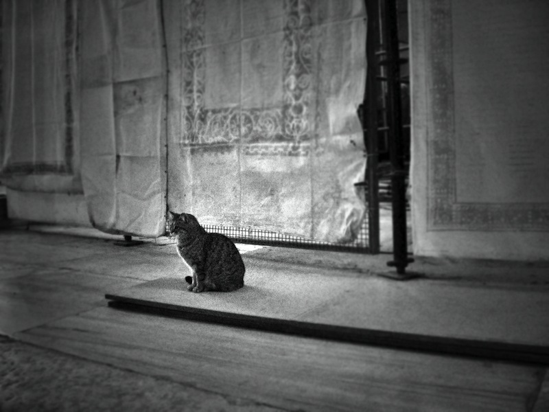 Cat in Istanbul