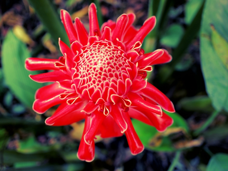 luang prabang flower