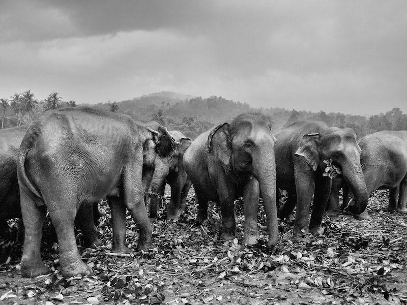 Pinnawala Elephant Orphanage Sri Lanka