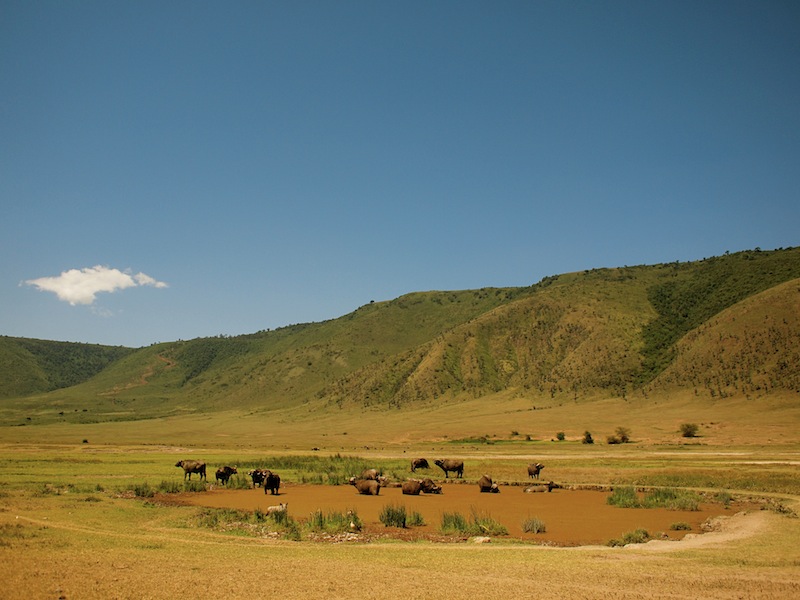 Water Buffalo Ngorongoro Tanzania