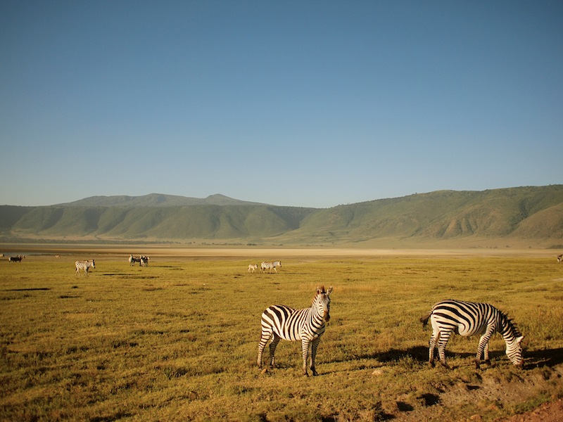 Zebras Ngorongoro Tanzania