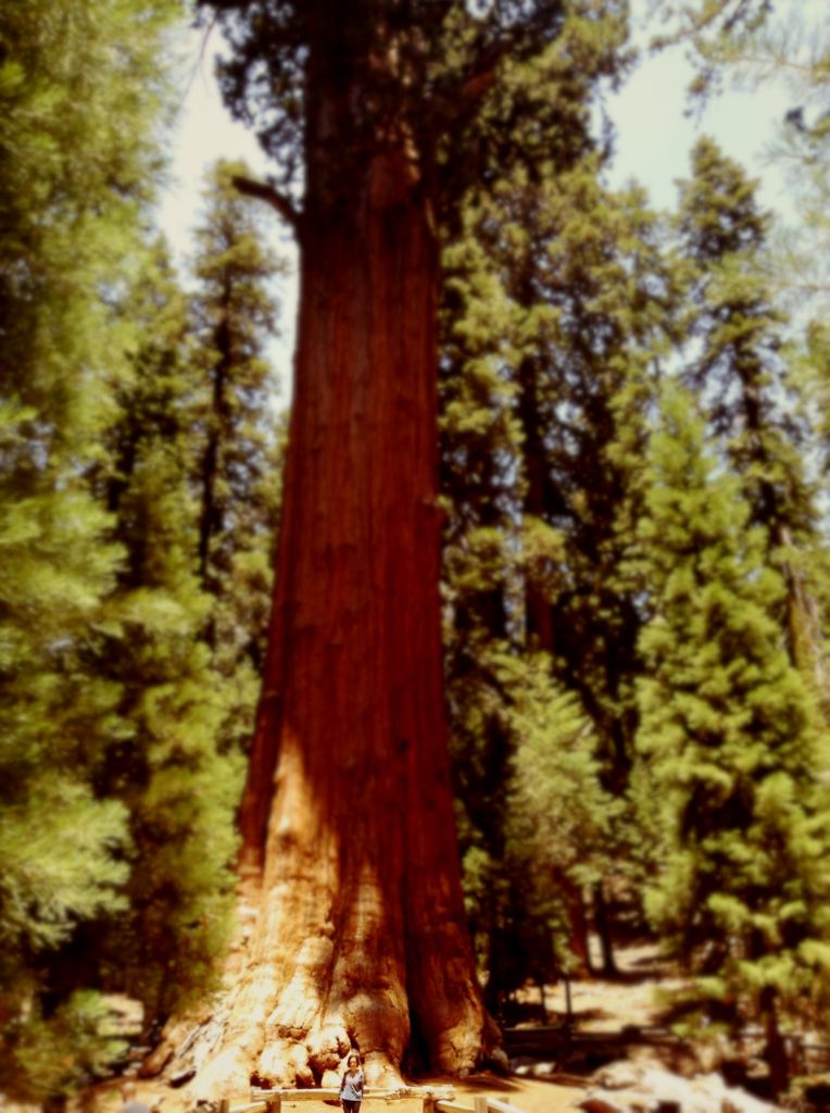 sequoia national park general sherman tree