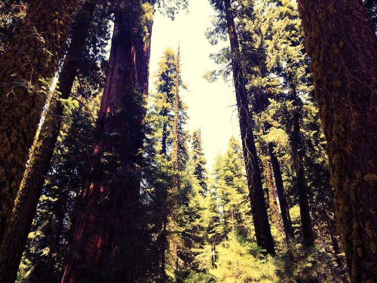 sequoia national park