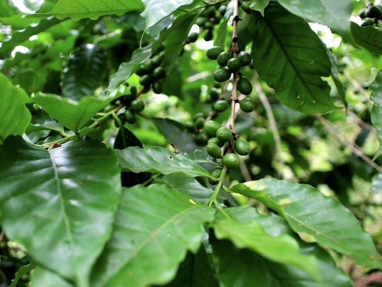 Coffee cherries mexico