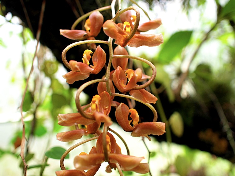 Orquídeas Moxviquil