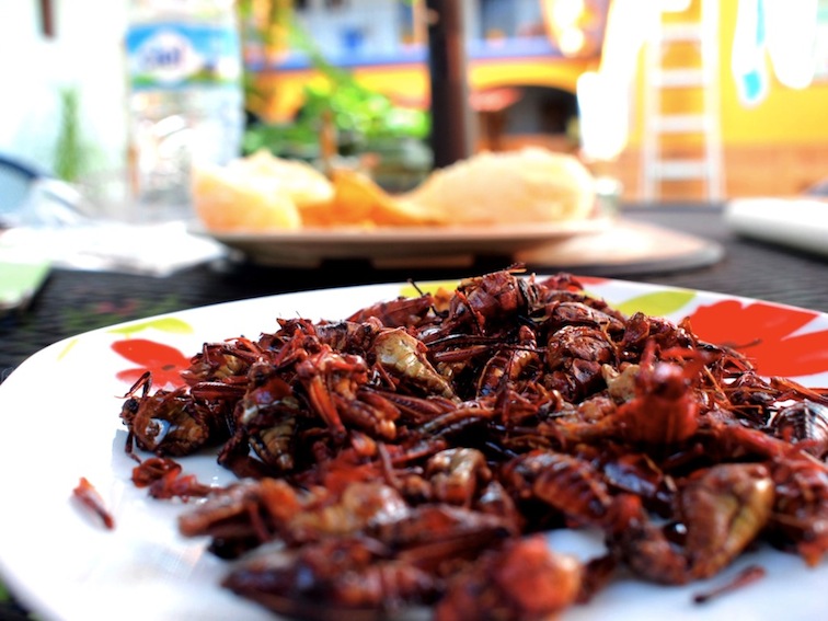 Chapulines