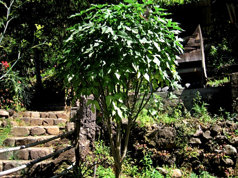 Maya Traditions Herbal Medicine Garden