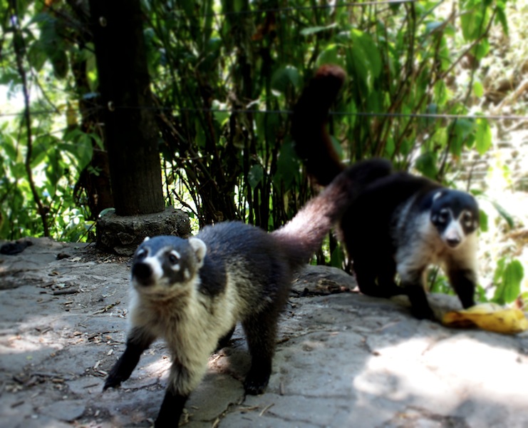 Atitlán Nature Reserve