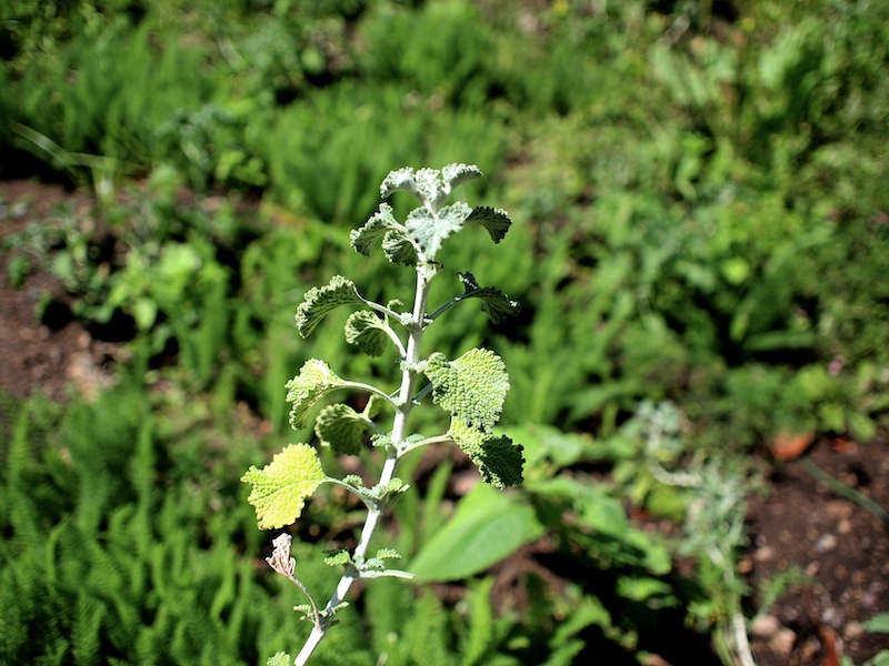 Maya Traditions Herbal Medicine Garden