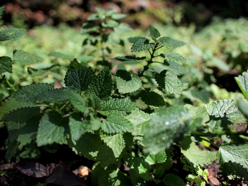 Maya Traditions Herbal Medicine Garden