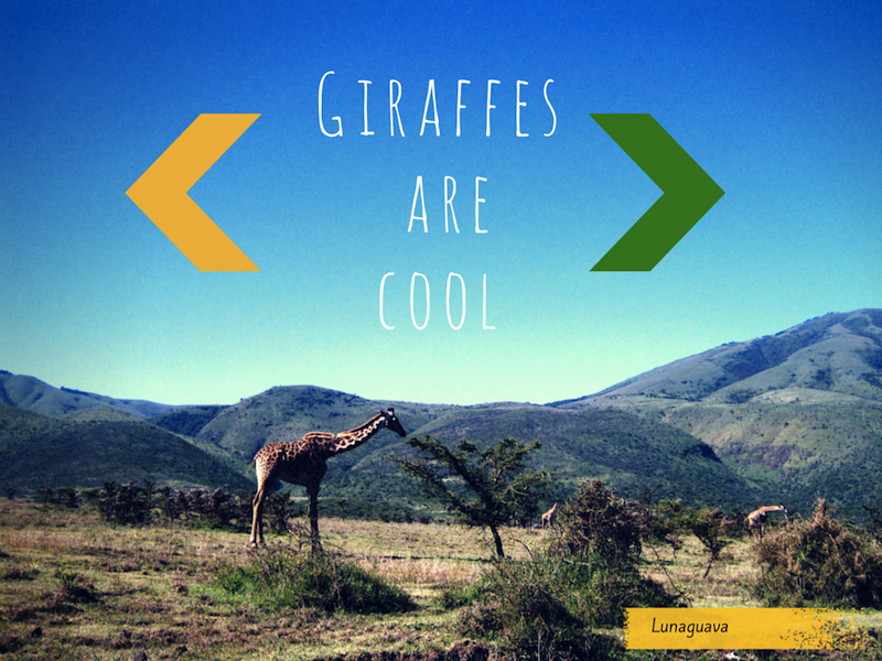 Giraffes are cool Africa Tanzania safari
