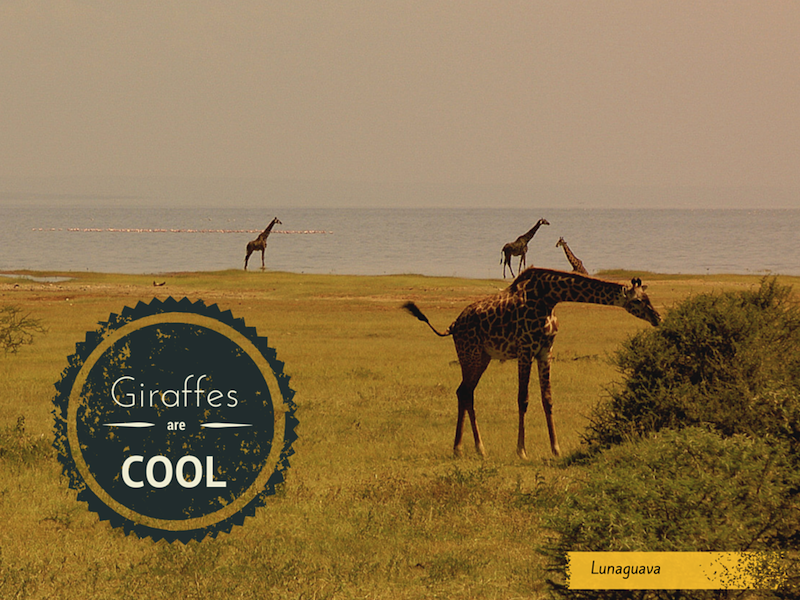 Giraffes are cool Africa Tanzania safari