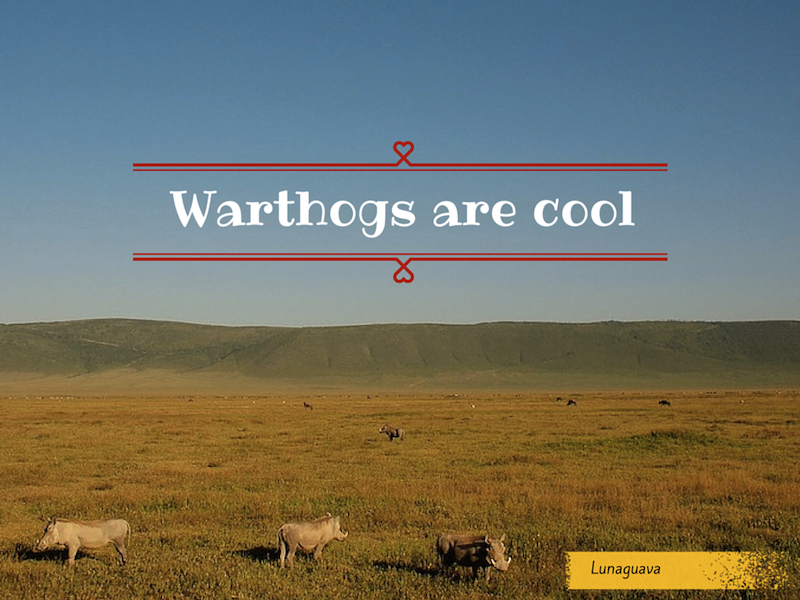 Warthogs are cool Africa Tanzania safari