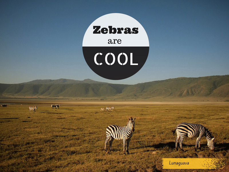 Zebras are cool Africa Tanzania safari