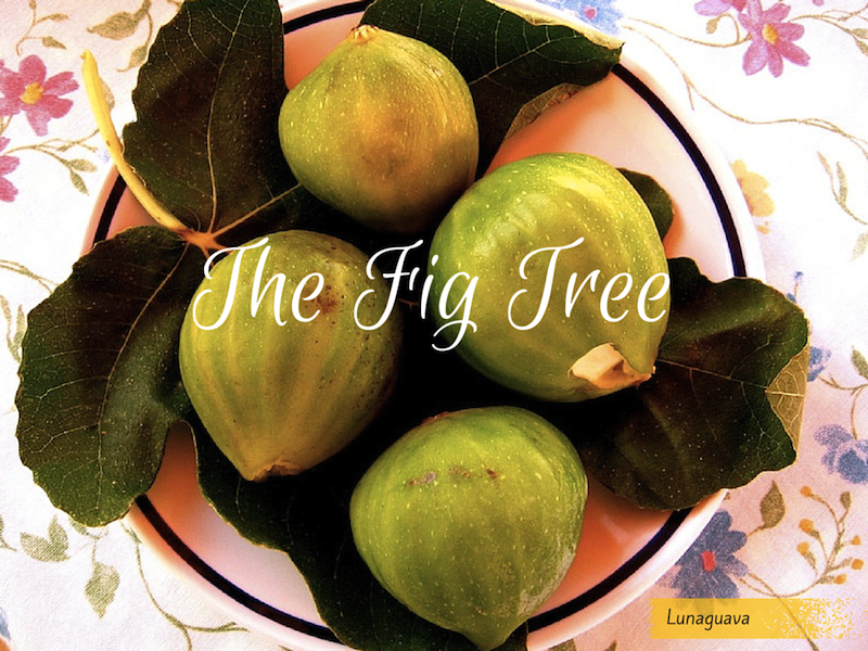 Fig Tree story