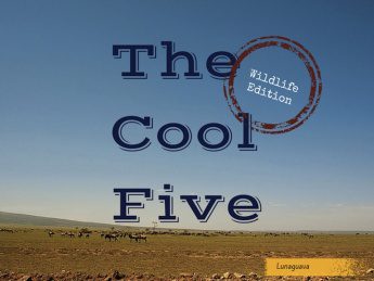 The Cool Five Wildlife Edition Tanzania